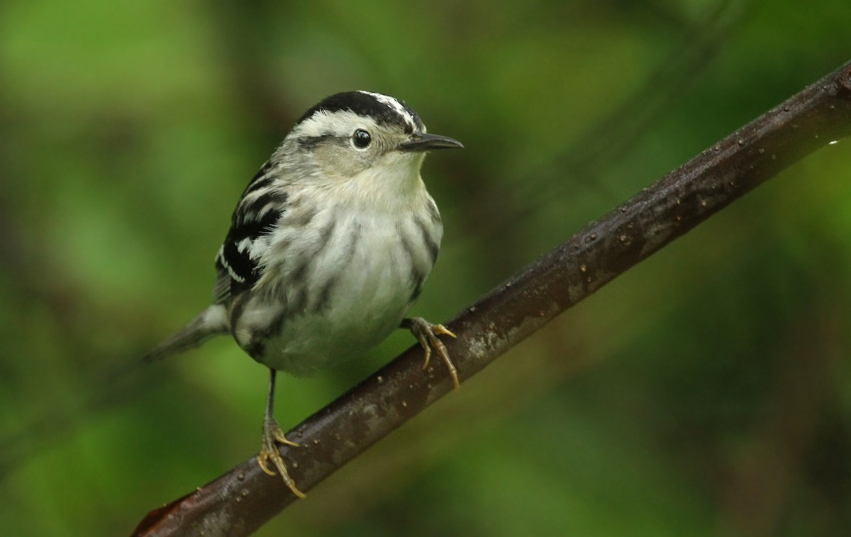 Black-and-white Warbler - ML39478001