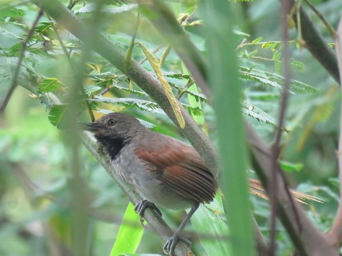 White-bellied Spinetail - ML394781211