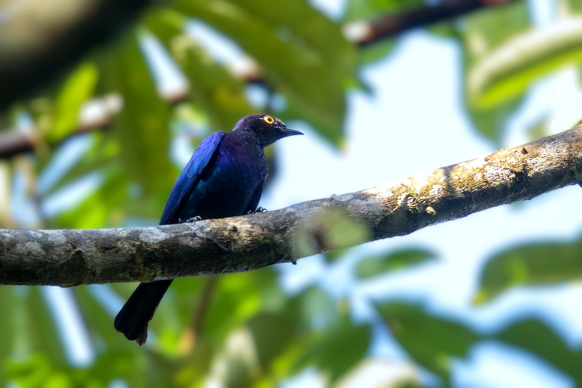 Copper-tailed Starling - ML394781601
