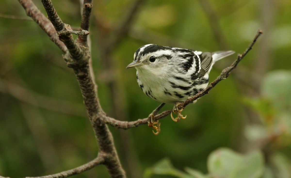 Black-and-white Warbler - ML39478391