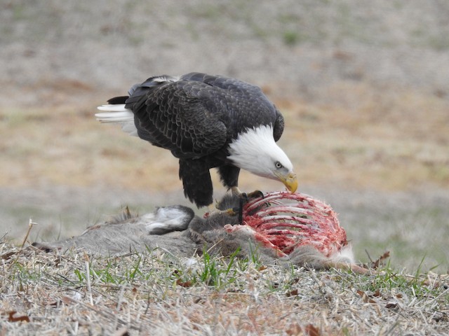 Bald Eagle with deer carcass. - Bald Eagle - 