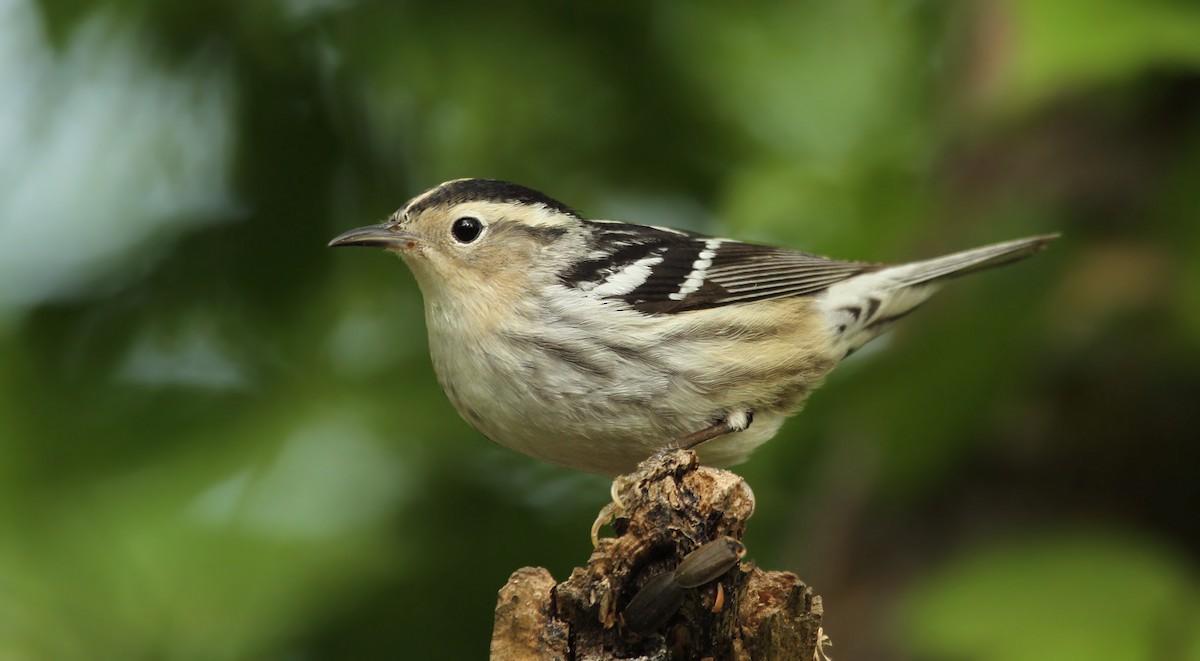 Black-and-white Warbler - ML39478741