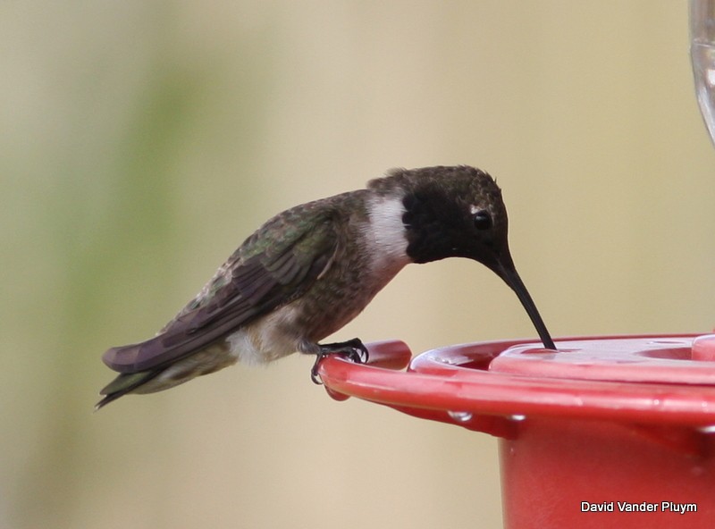 Black-chinned Hummingbird - ML394788351