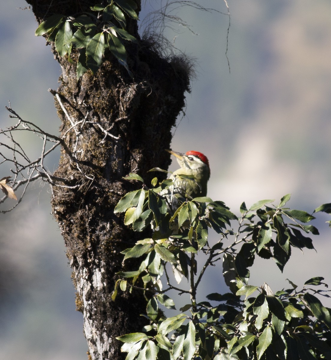 Scaly-bellied Woodpecker - ML394793801