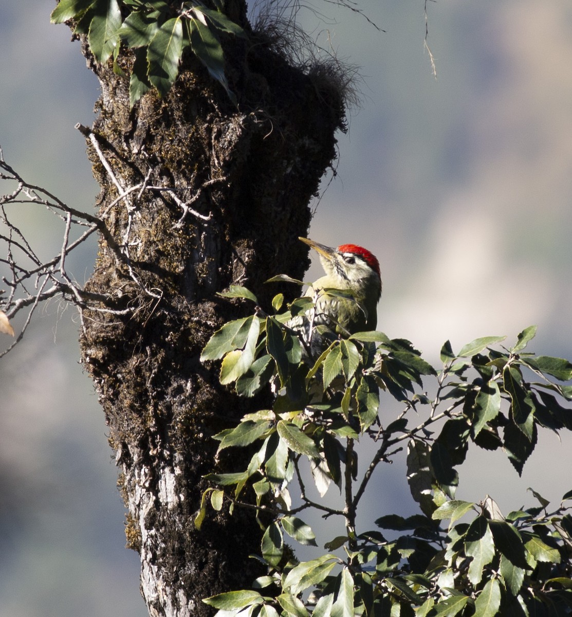 Scaly-bellied Woodpecker - ML394793811