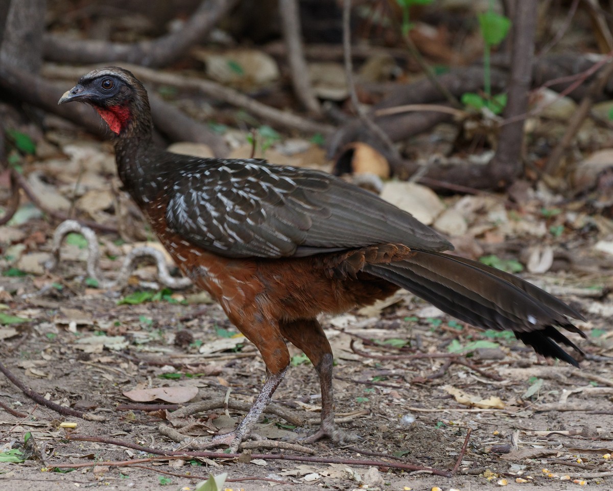 Chestnut-bellied Guan - Silvia Faustino Linhares