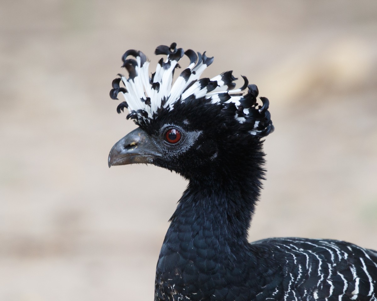 Bare-faced Curassow - ML394807871