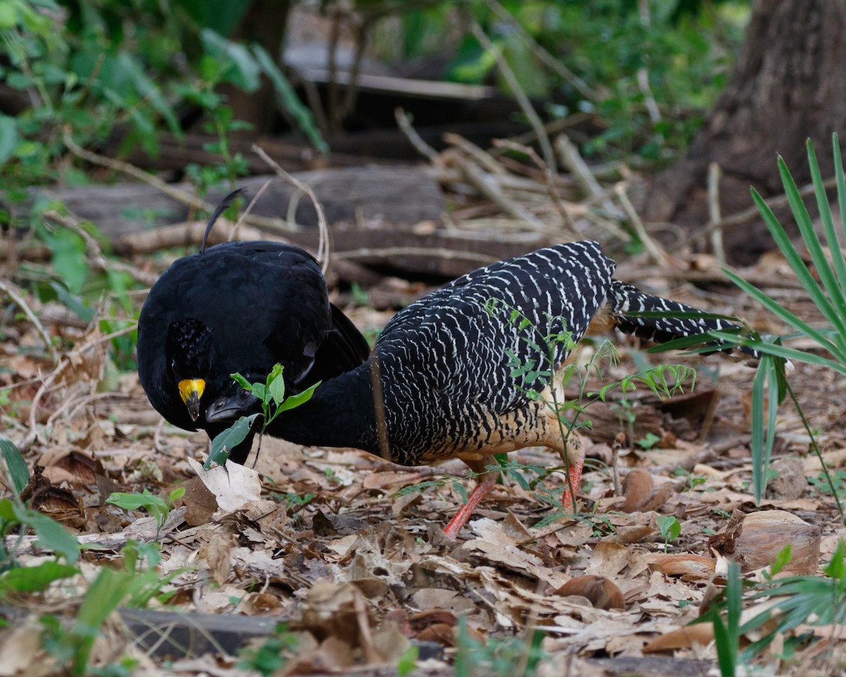 Bare-faced Curassow - ML394807881
