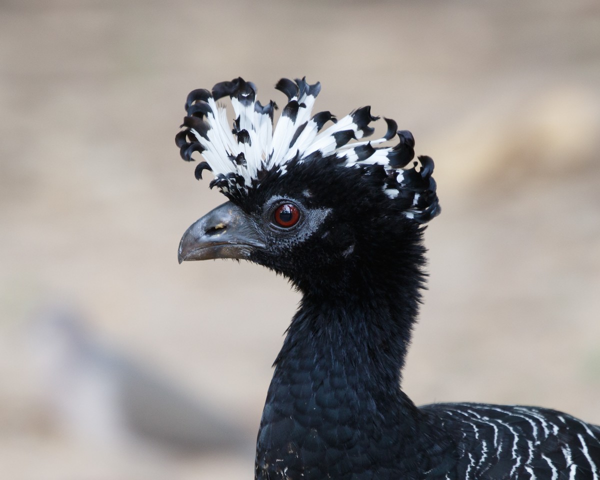 Bare-faced Curassow - ML394807891