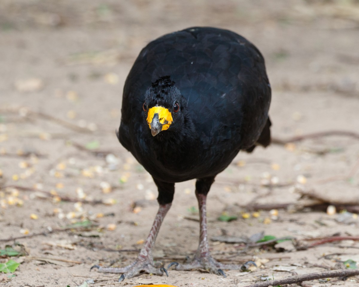 Bare-faced Curassow - ML394807911