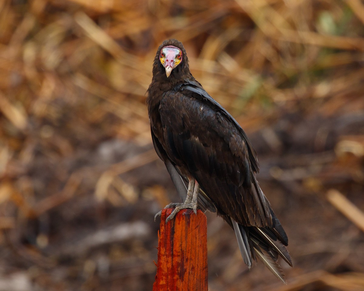 Lesser Yellow-headed Vulture - ML394807991