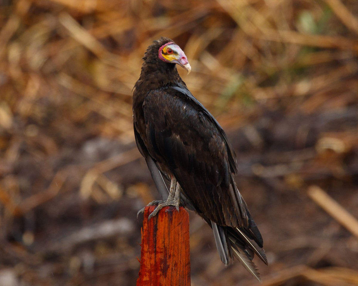 Lesser Yellow-headed Vulture - ML394808001