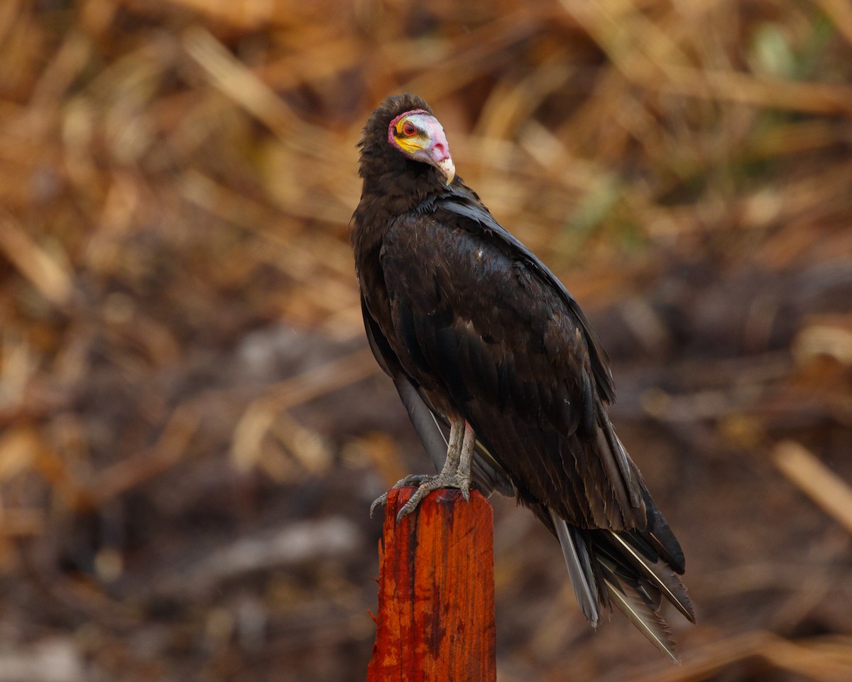 Lesser Yellow-headed Vulture - ML394808011
