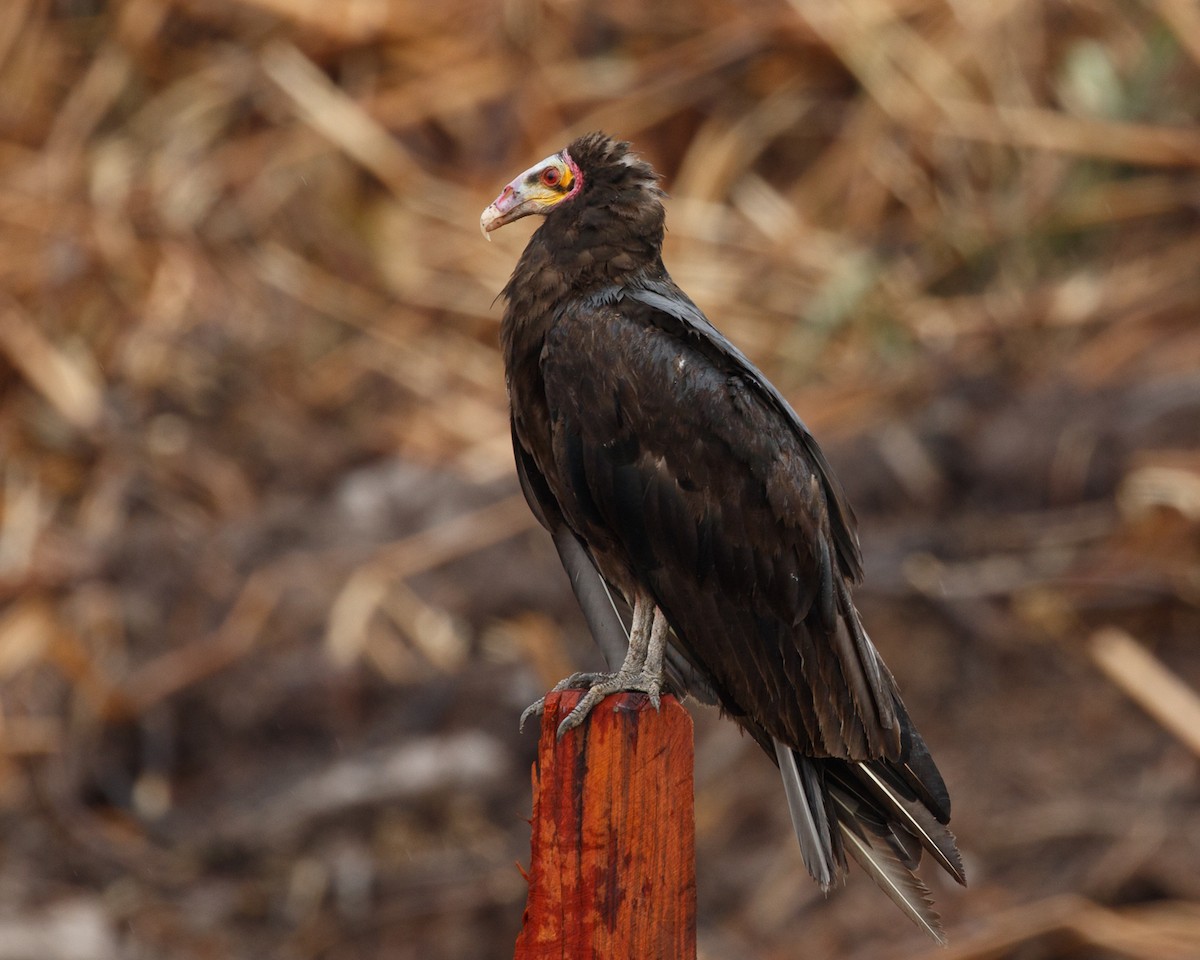 Lesser Yellow-headed Vulture - ML394808021