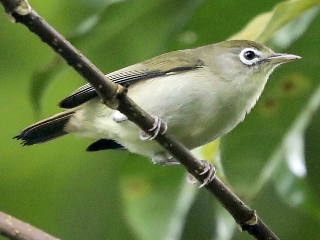 Principe White-eye - Zosterops ficedulinus - Birds of the World