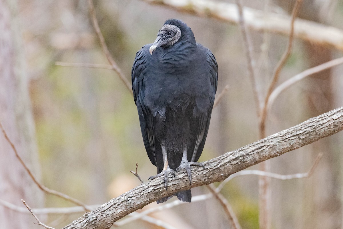 Black Vulture - Kent Fiala