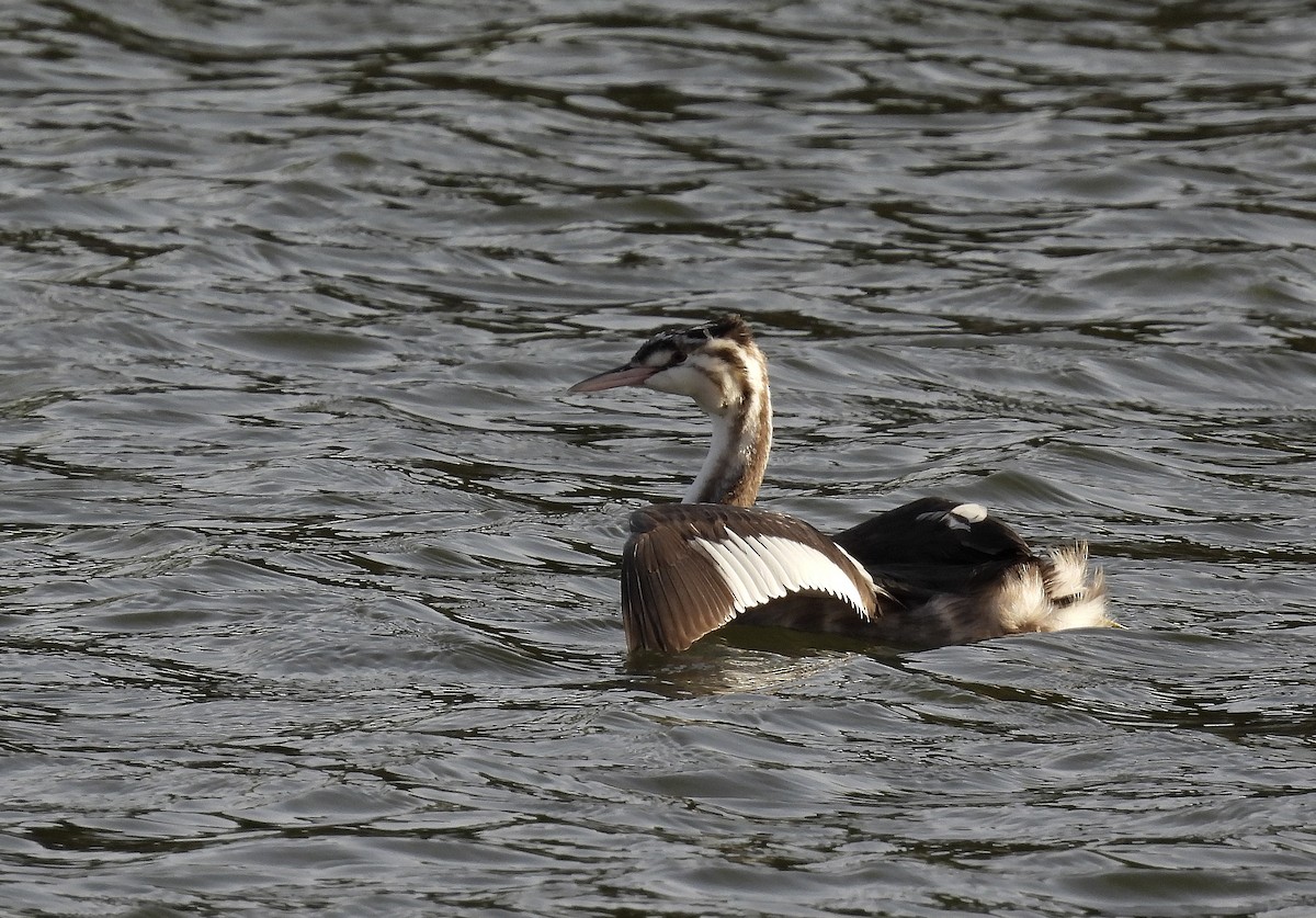 Great Crested Grebe - ML394824671