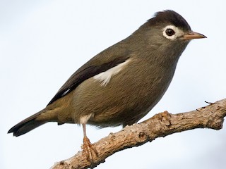  - Black-capped Speirops