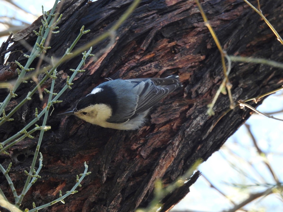 White-breasted Nuthatch - ML394827041