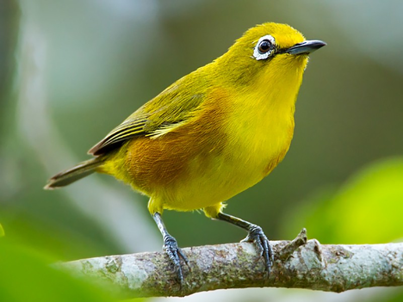 Mayotte White-eye - Zosterops mayottensis - Birds of the World