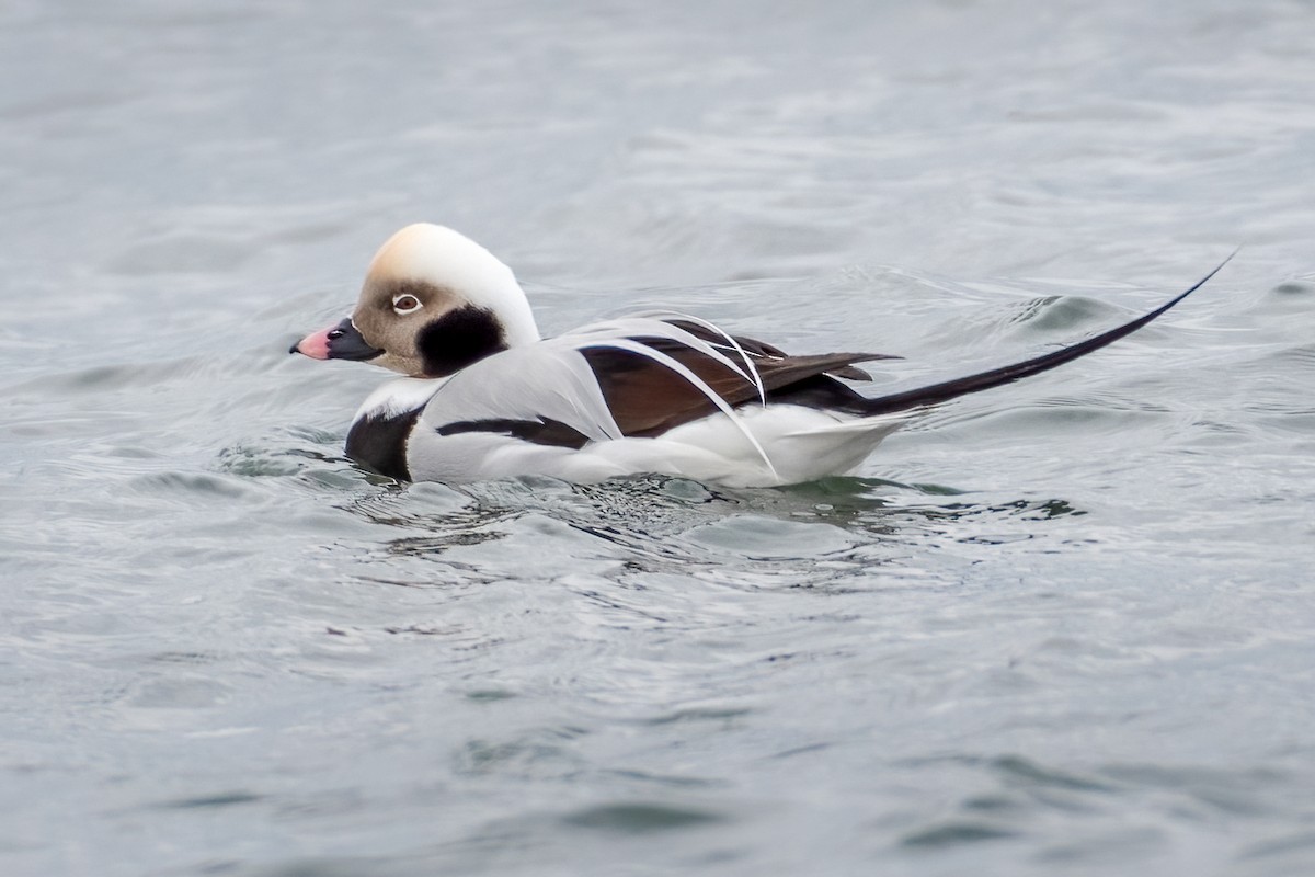 Long-tailed Duck - ML394830411