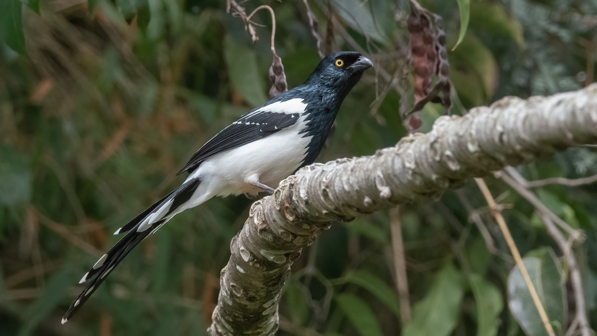 Magpie Tanager - Pablo Re