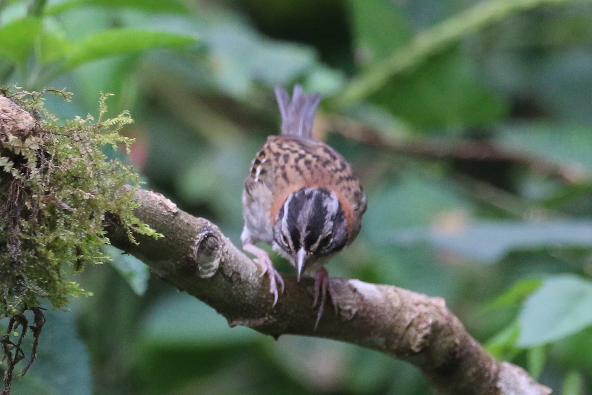 Rufous-collared Sparrow - ML394832511