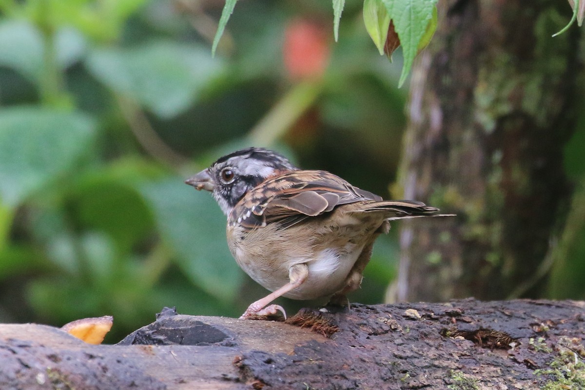 Rufous-collared Sparrow - ML394832631