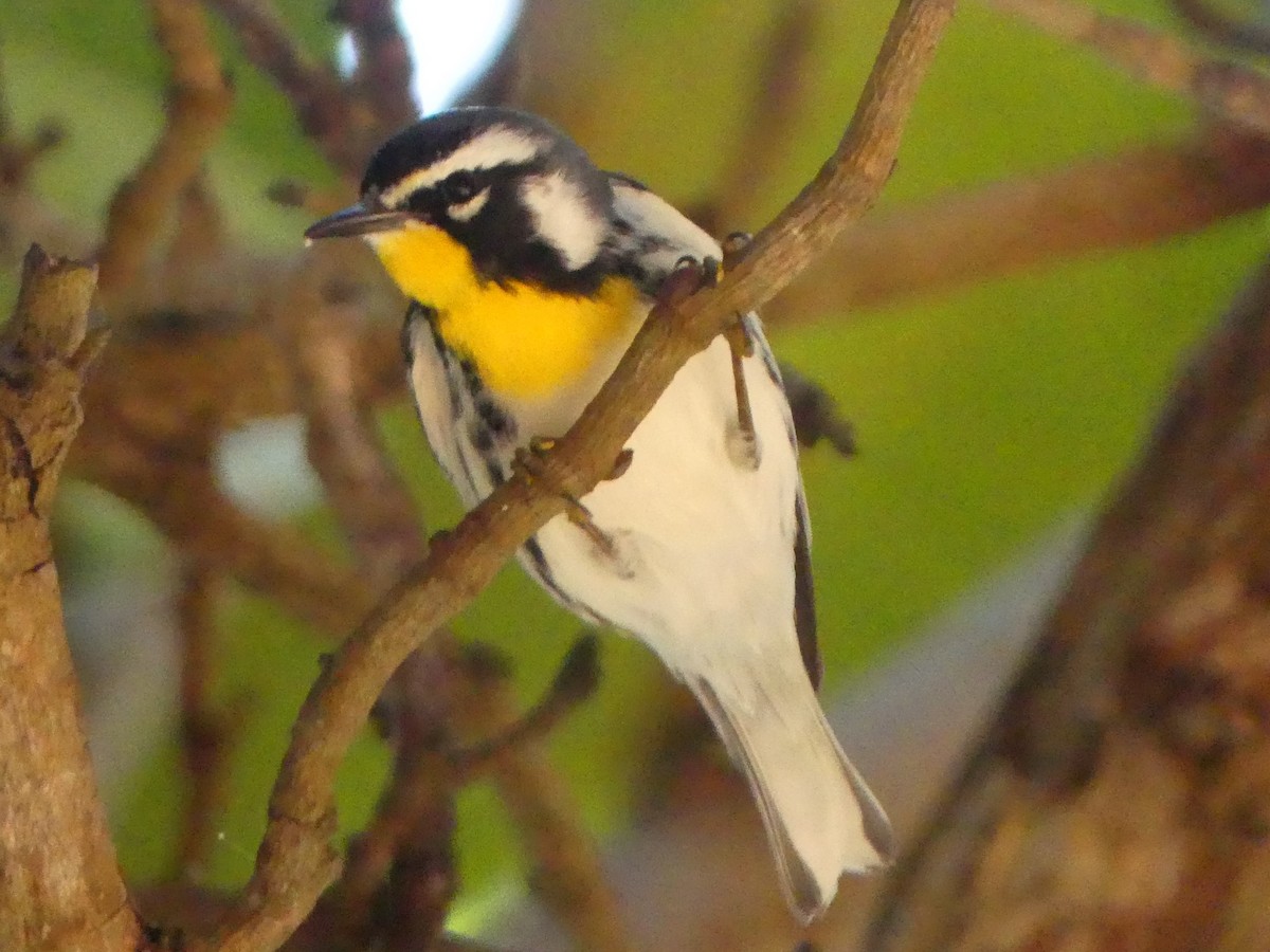 Yellow-throated Warbler (albilora) - ML394838061