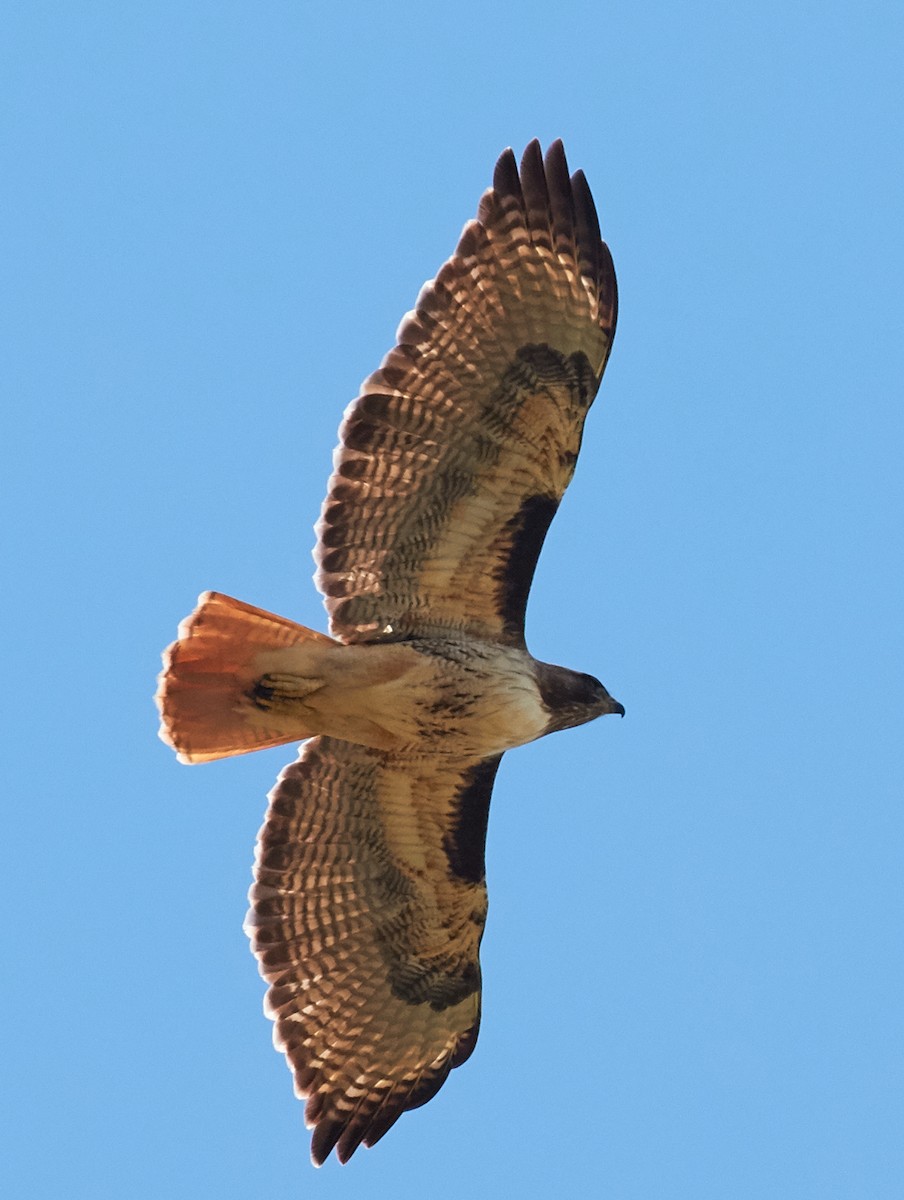 Red-tailed Hawk - ML39483871