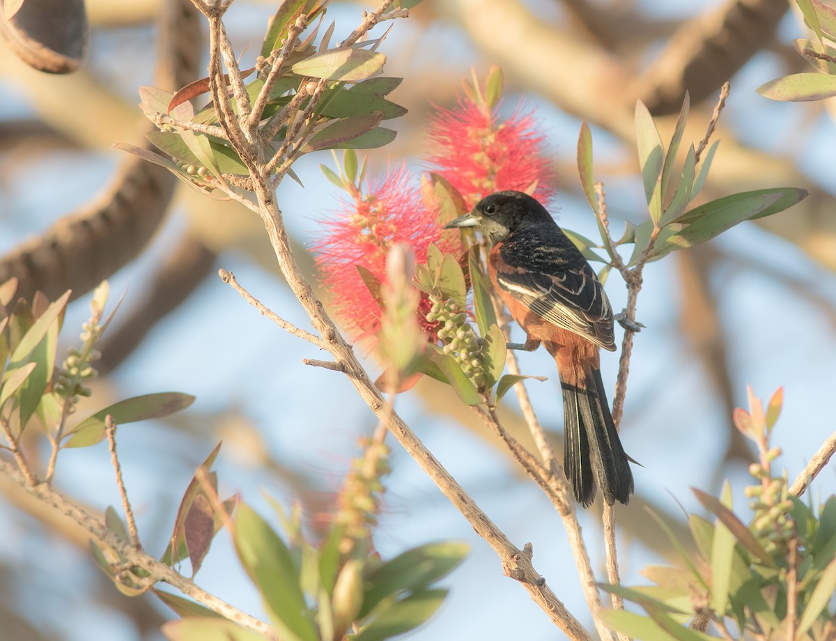 Orchard Oriole - ML394839331