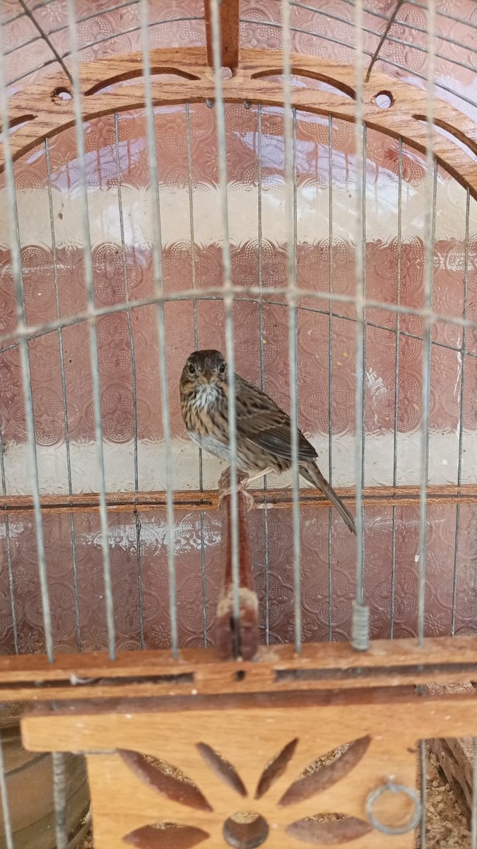 Lincoln's Sparrow - Registro de Aves Raras en Cuba