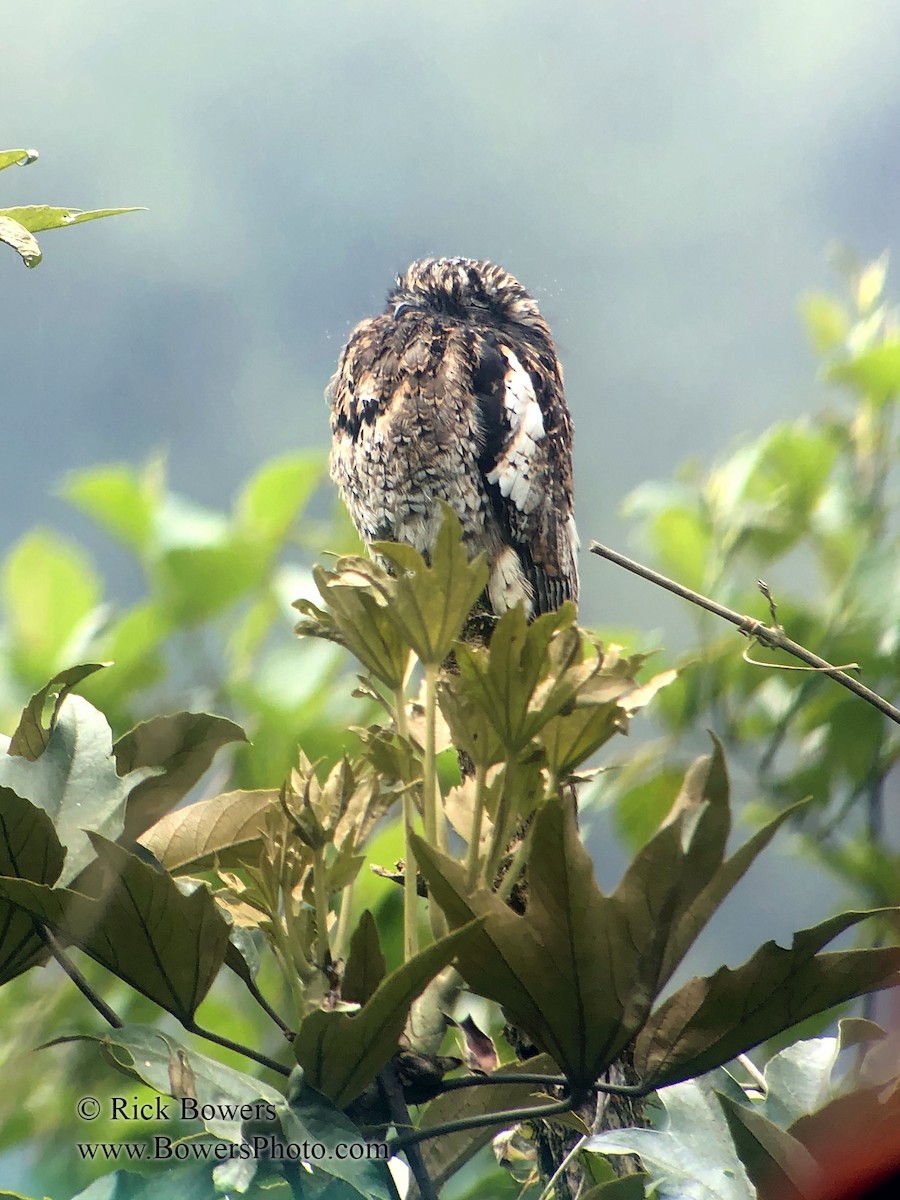 Andean Potoo - ML394843531