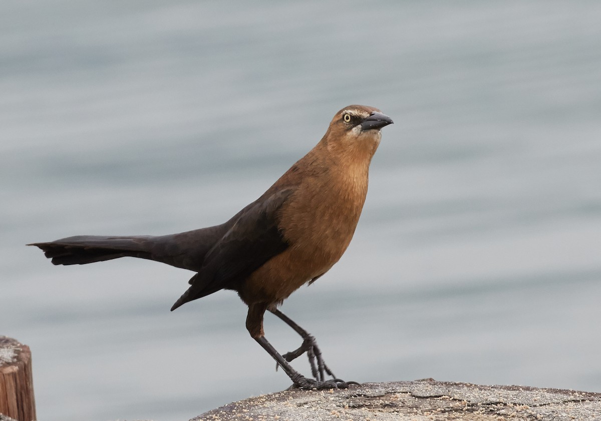 Great-tailed Grackle - ML39484741
