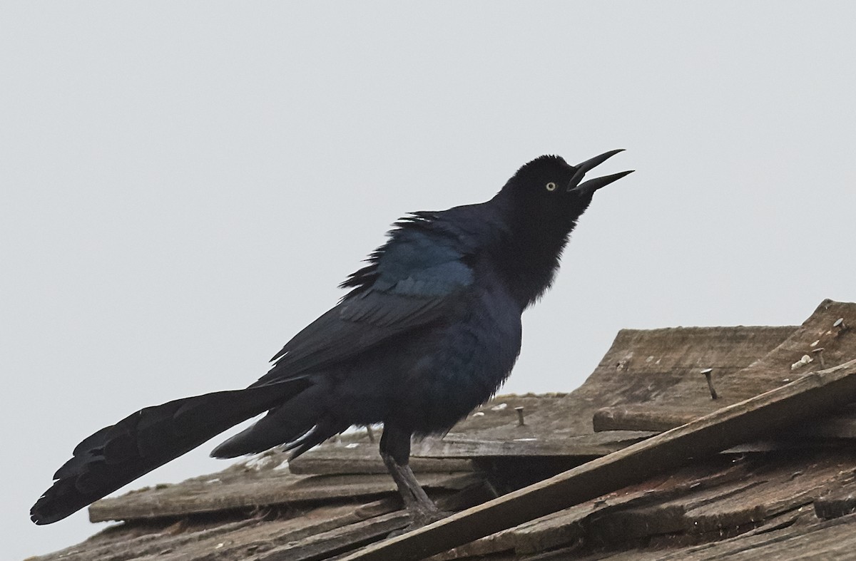 Great-tailed Grackle - ML39484761