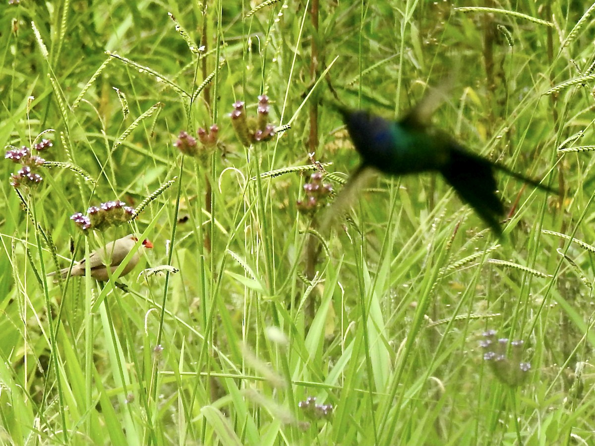 Swallow-tailed Hummingbird - ML394858381