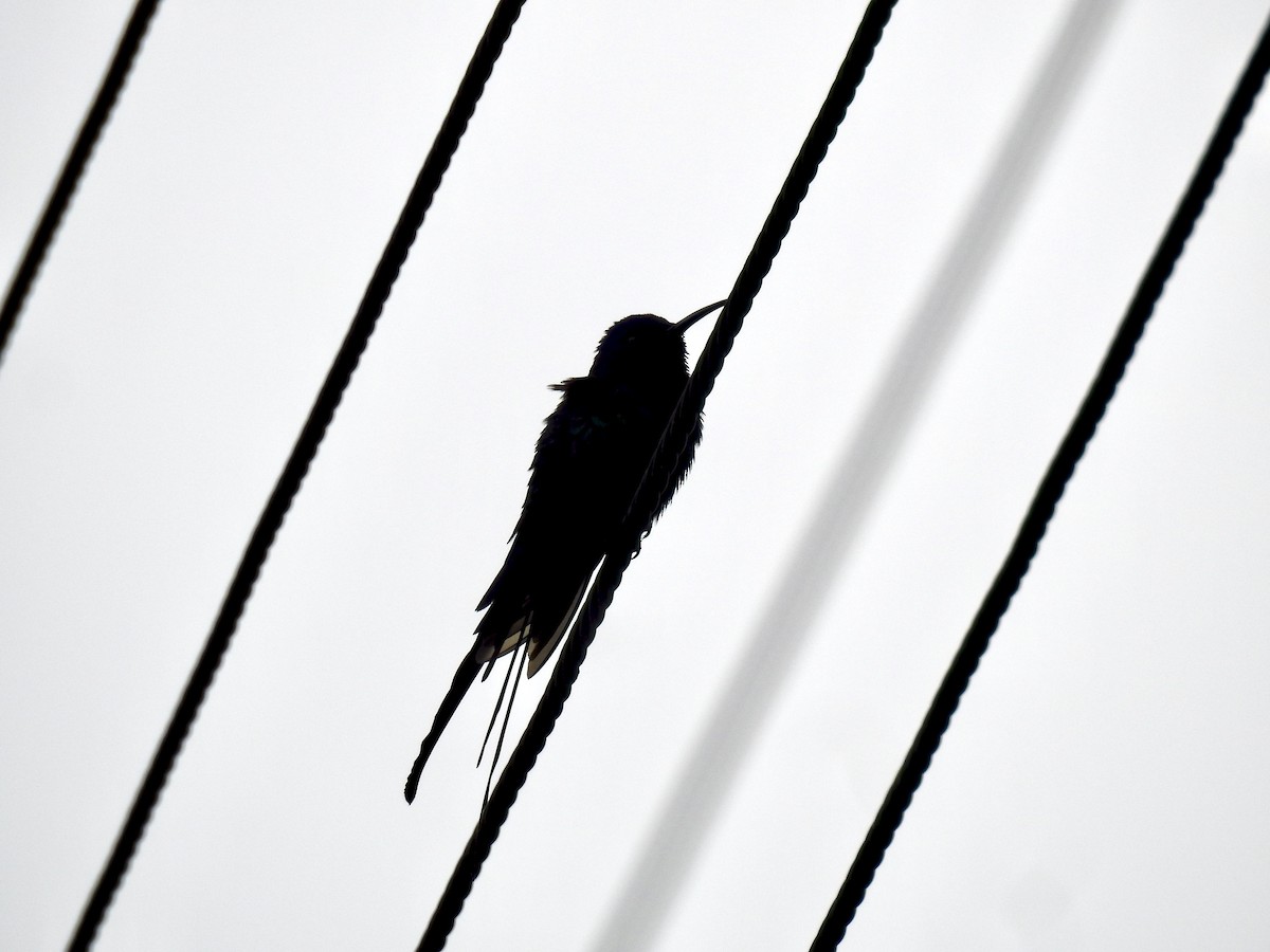 Swallow-tailed Hummingbird - ML394858411