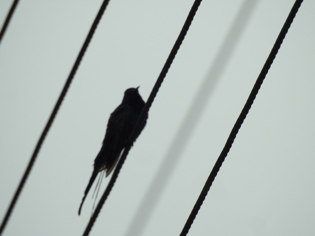 Swallow-tailed Hummingbird - ML394858421