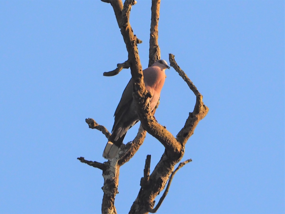Red-eyed Dove - ML394860651