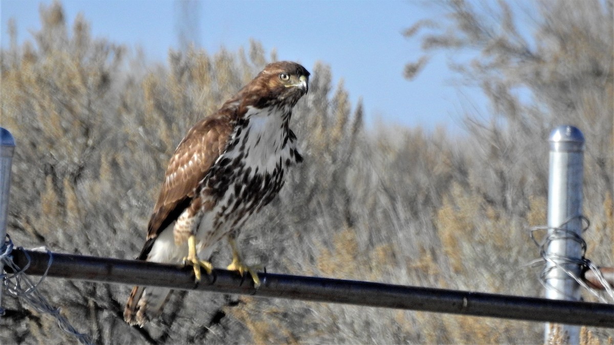 Red-tailed Hawk - Pat McGrane