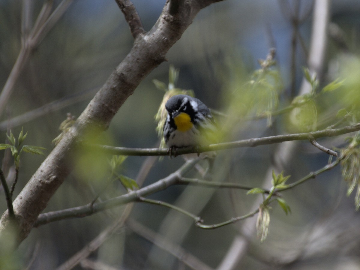 Yellow-throated Warbler - ML394861931