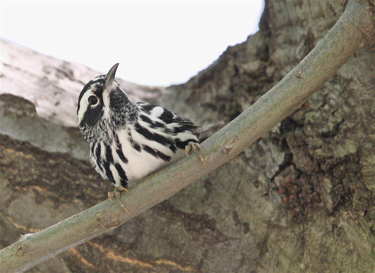Black-and-white Warbler - ML39486361