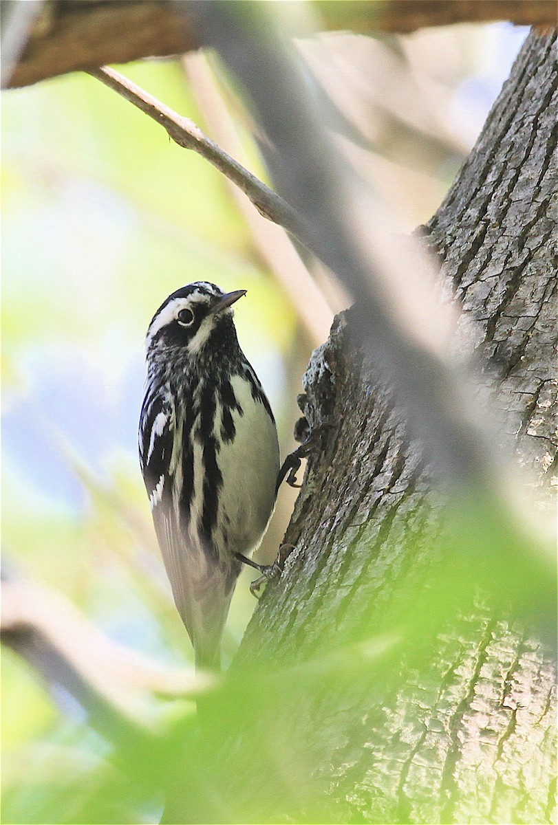 Black-and-white Warbler - ML39486381