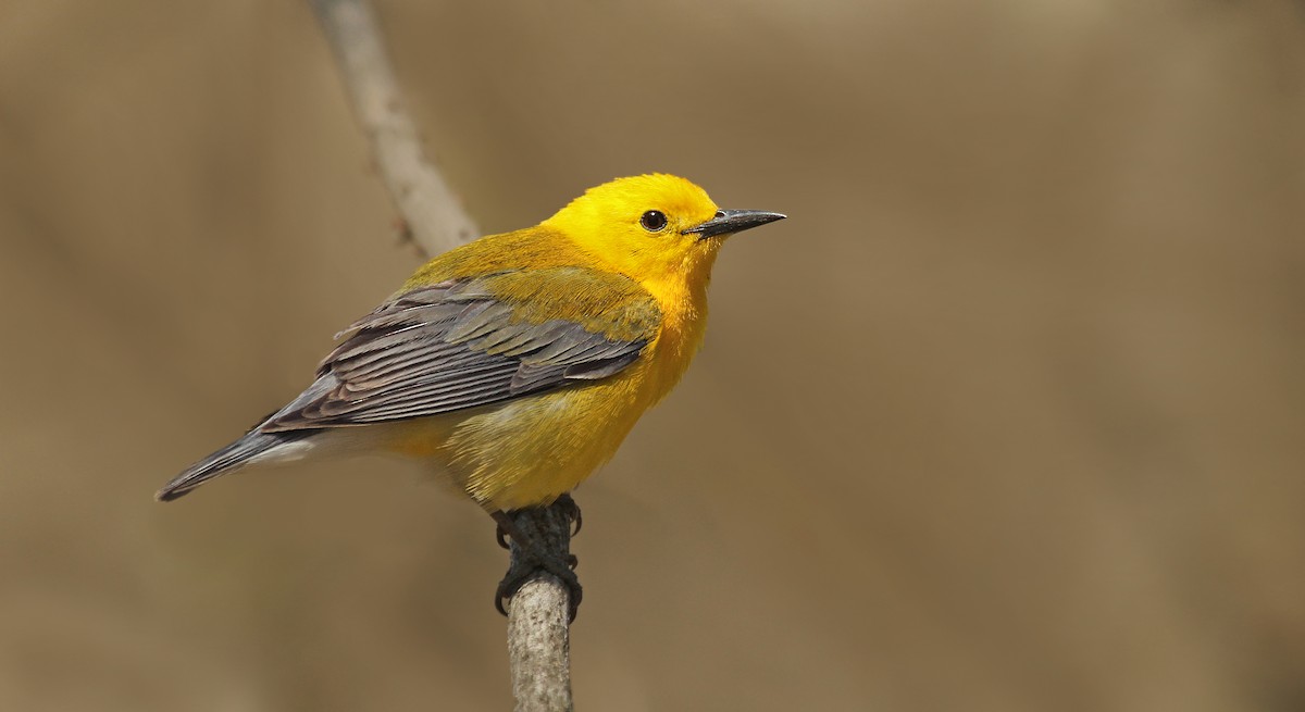 Prothonotary Warbler - ML39486471