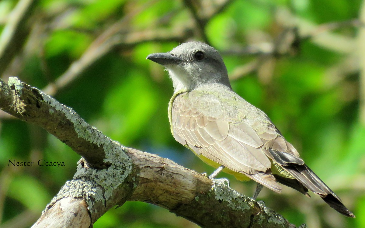 Tropical Kingbird - Nestor Ccacya Baca