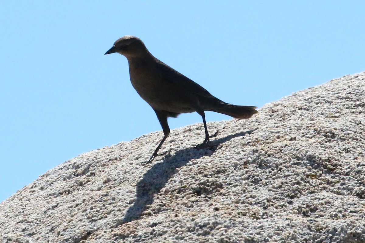 eBird Checklist 6 Oct 2016 Joshua Tree NPHidden Valley area 4