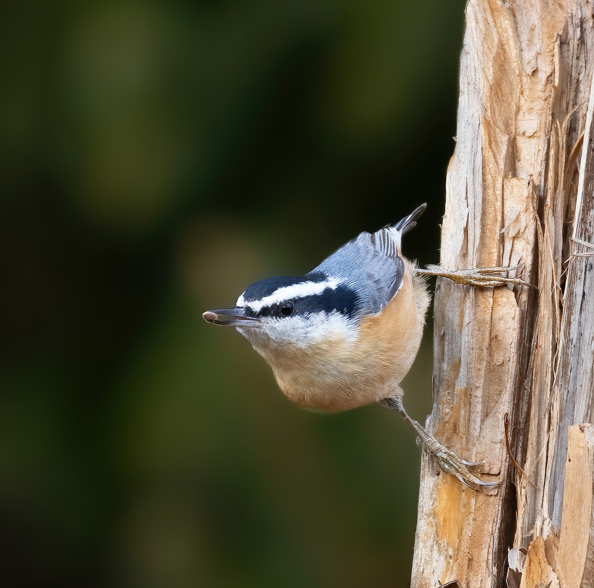 Red-breasted Nuthatch - Josh Cooper