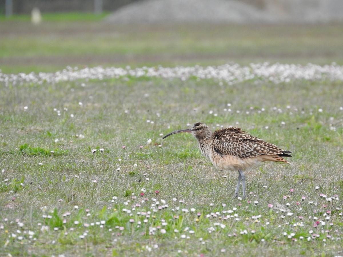 Bristle-thighed Curlew - ML394882681