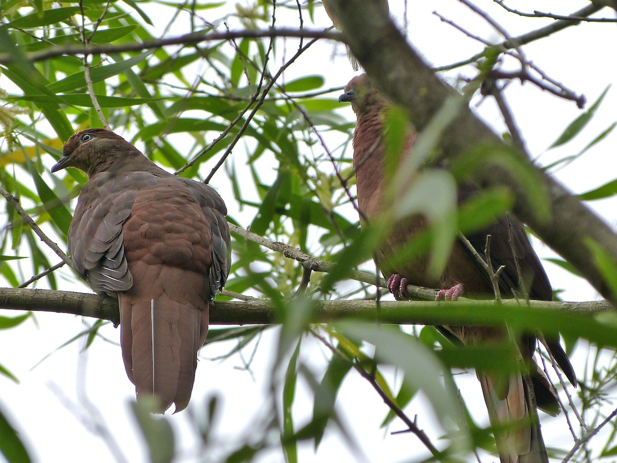 Brown Cuckoo-Dove - ML39488441