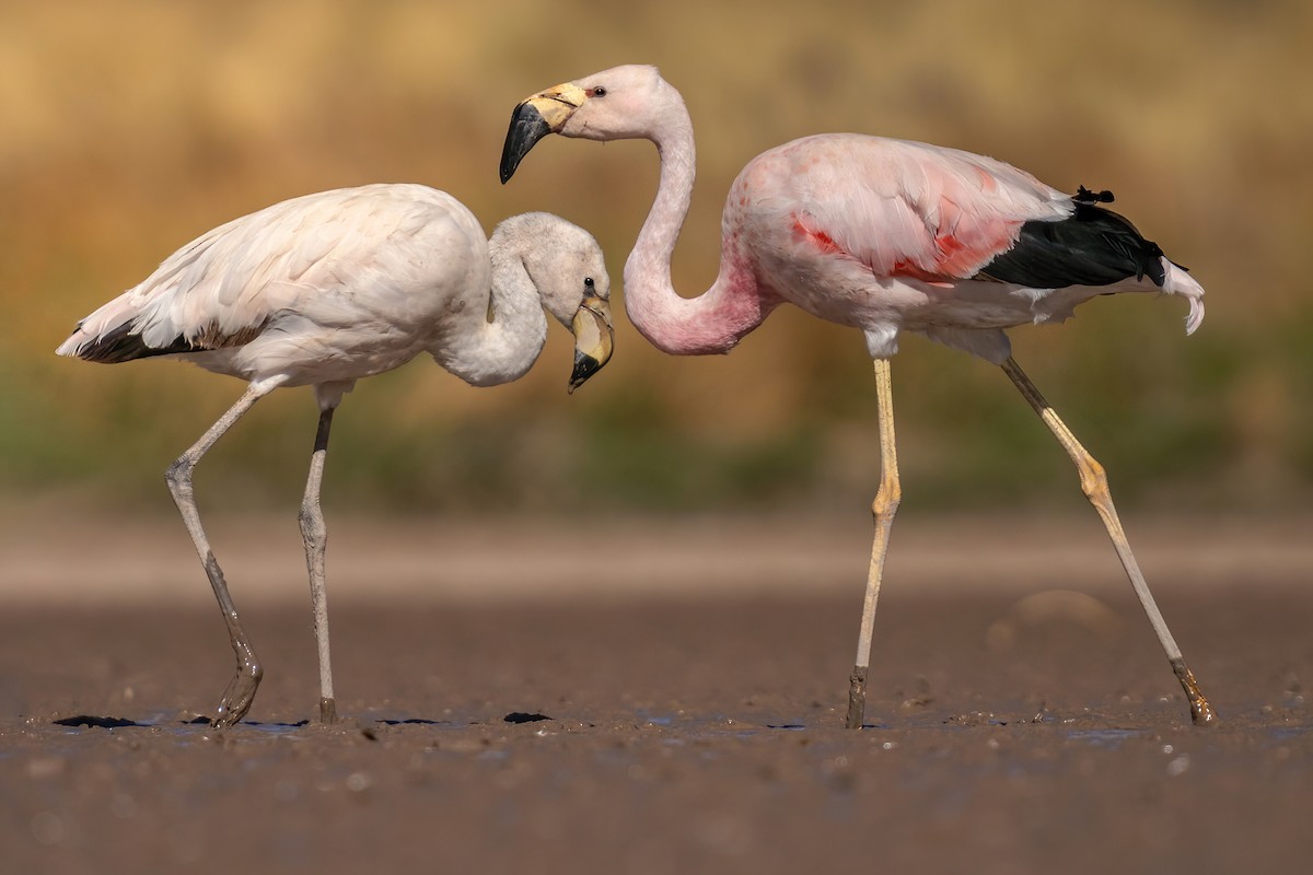 Andean Flamingo - Luciano Massa